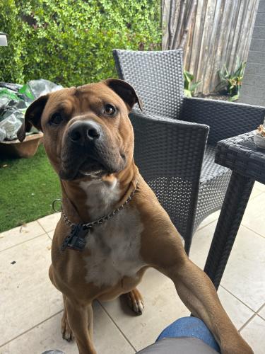 Lost Male Dog last seen Denman Street and Middleton street point cook, Point Cook, VIC 3030