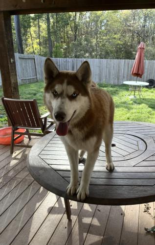 Lost Male Dog last seen Fox orchard court, Humble, TX 77338