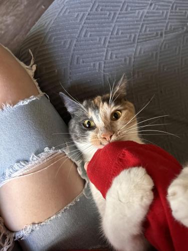 Lost Female Cat last seen Barstow Ave, and N Cedar St , Fresno, CA 93710