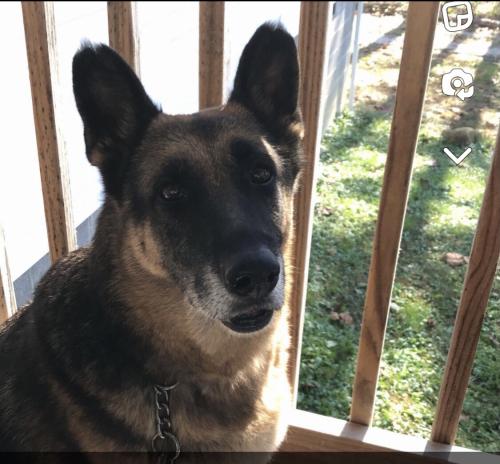 Lost Female Dog last seen Echo Valley Road, Lily, KY 40740