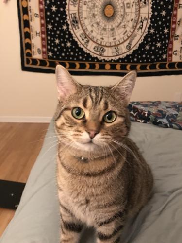 Lost Male Cat last seen Chambers and Humboldt, Milwaukee, WI 53212