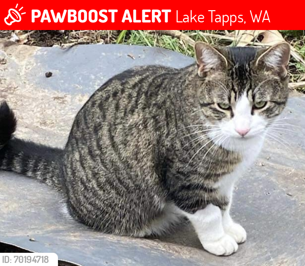 Lost Male Cat last seen 2nd St E & 177th Ave E, Lake Tapps, WA 98391