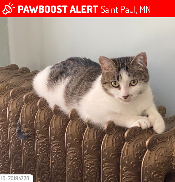 Lost Female Cat last seen Goodrich & Lexington , Saint Paul, MN 55105