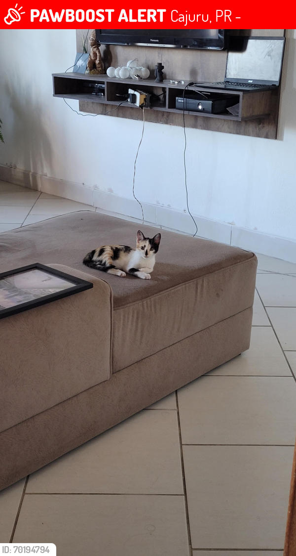 Lost Female Cat last seen Vila oficinas, Cajuru, PR 82590-300