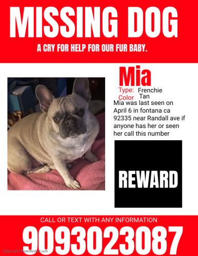 Lost Female Dog last seen Fontana, Fontana, CA 92335