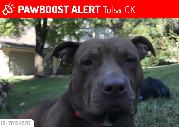 Lost Female Dog last seen Near n 77th avenue, Tulsa, OK 74115