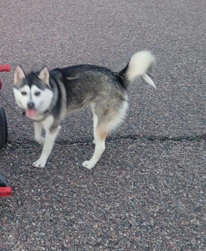 Lost Female Dog last seen 18th street, Mcdowell, Phoenix, AZ 85006