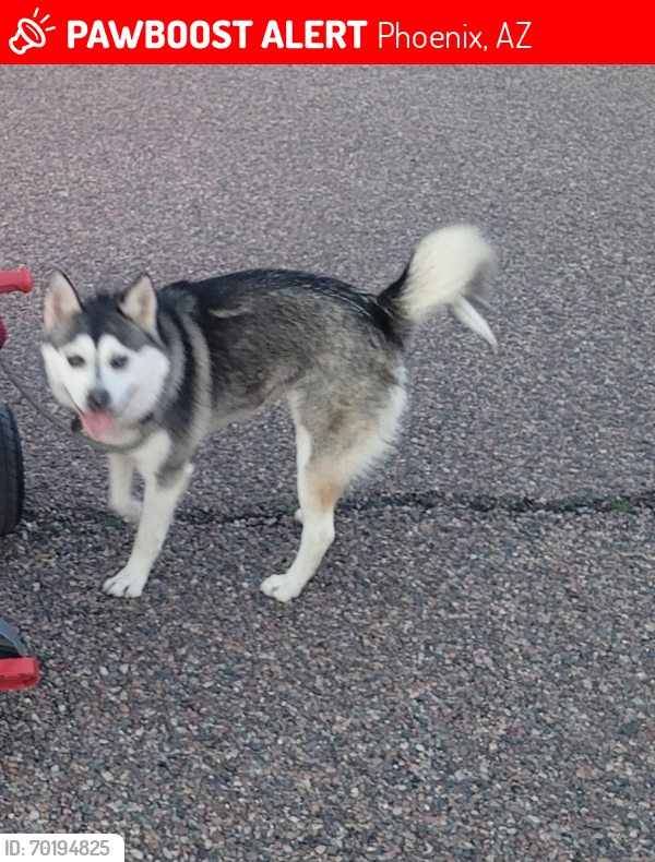 Lost Female Dog last seen 18th street, Mcdowell, Phoenix, AZ 85006