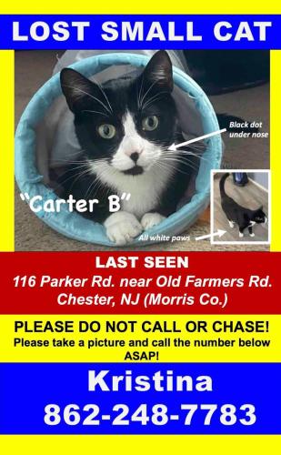 Lost Male Cat last seen Police station , Chester Township, NJ 07930