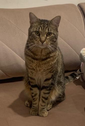 Lost Male Cat last seen 69th Avenue and Main Street, Queens, NY 11367