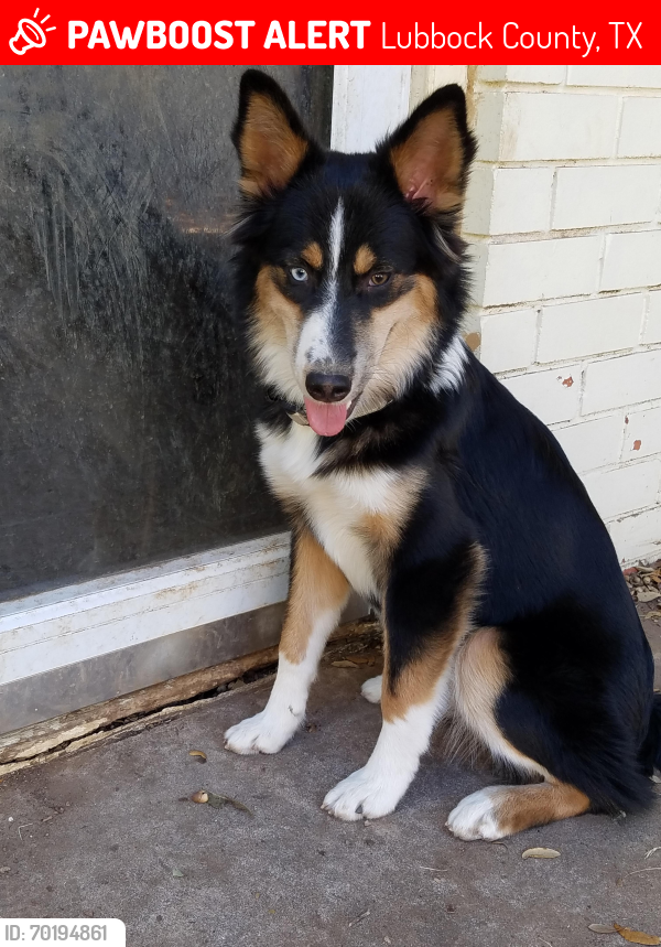 Lost Female Dog last seen University and Woodrow Rd at Johnny's Trailer Park, Lubbock County, TX 79423