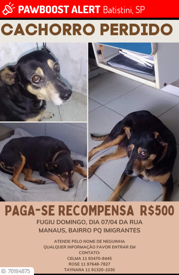 Lost Female Dog last seen Parque imigrantes , Batistini, SP 09843