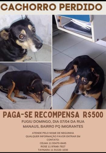 Lost Female Dog last seen Parque imigrantes , Batistini, SP 09843