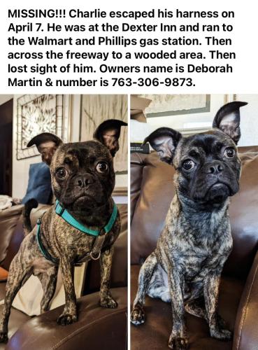 Lost Male Dog last seen Murphy gas station and crossed the highway ran besides the Animal Vet into the wooded area at the end of the street , Dexter, MO 63841