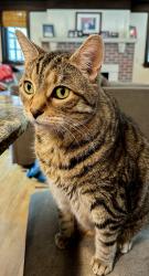Reunited Male Cat last seen Summit and Howell, Saint Paul, MN 55105