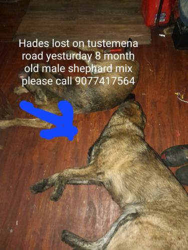 Lost Male Dog last seen Tustemena lake road, Kasilof, AK 99610