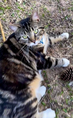 Lost Female Cat last seen Riverside Park 3014 Clairmont ave , Bibb County, GA 31204