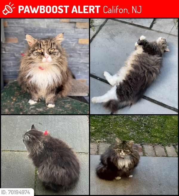 Lost Female Cat last seen near Christy Hoffman Park, Califon, NJ 07830