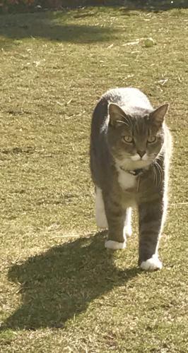 Lost Female Cat last seen South end of Wrightsville Beach, Wrightsville Beach, NC 28480