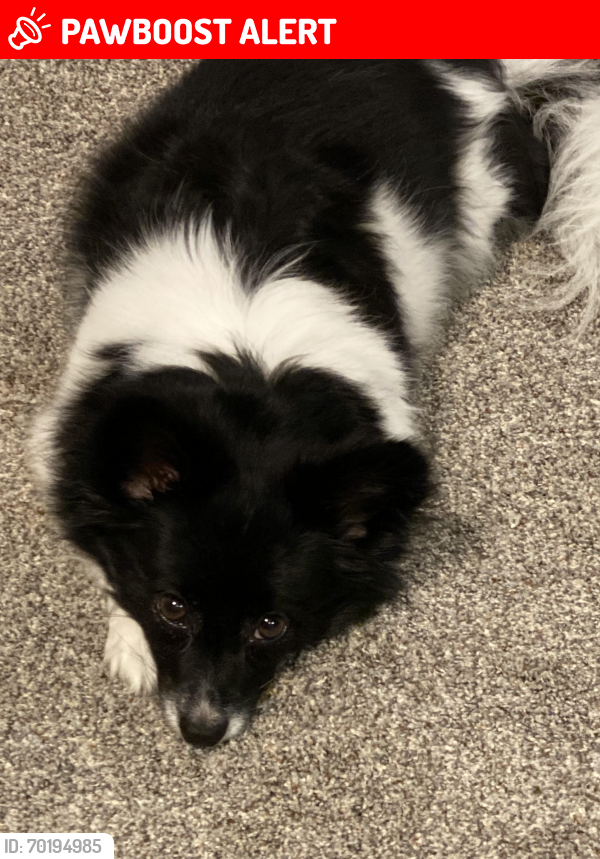 Lost Female Dog last seen Orleans and 4th st, Oak Park Heights, MN 55082