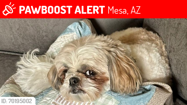 Lost Female Dog last seen LAZONA & UNIVERSITY, Mesa, AZ 85203