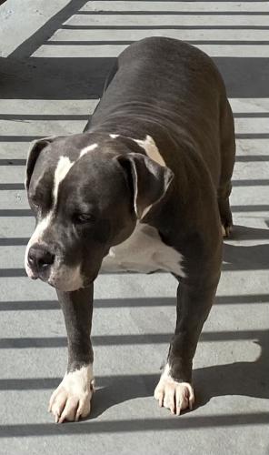 Lost Female Dog last seen 5th st and Mtn view, San Bernardino, CA 92401