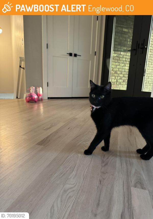 Found/Stray Unknown Cat last seen Dahlia and mansfield, Englewood, CO 80113