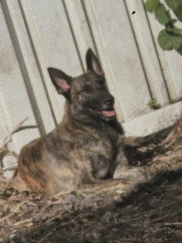 Lost Male Dog last seen Pines bad 178 ave, Pembroke Pines, FL 33029