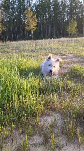 Lost Female Dog last seen Bell creek rd, Jay, FL 32565