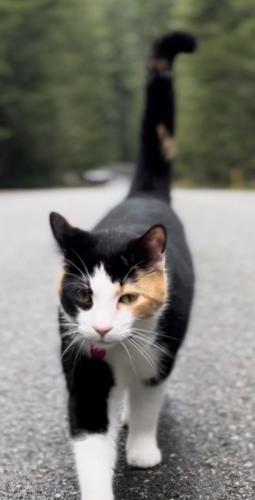 Lost Female Cat last seen Lake cushman , Mason County, WA 98548