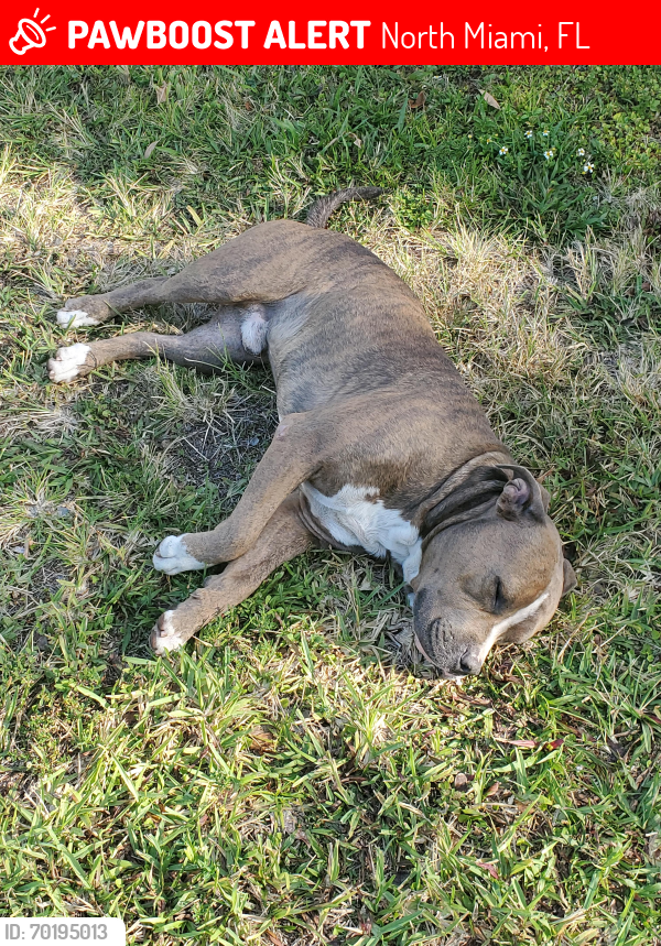 Lost Male Dog last seen Near st. N.E.11ave , North Miami, FL 33161