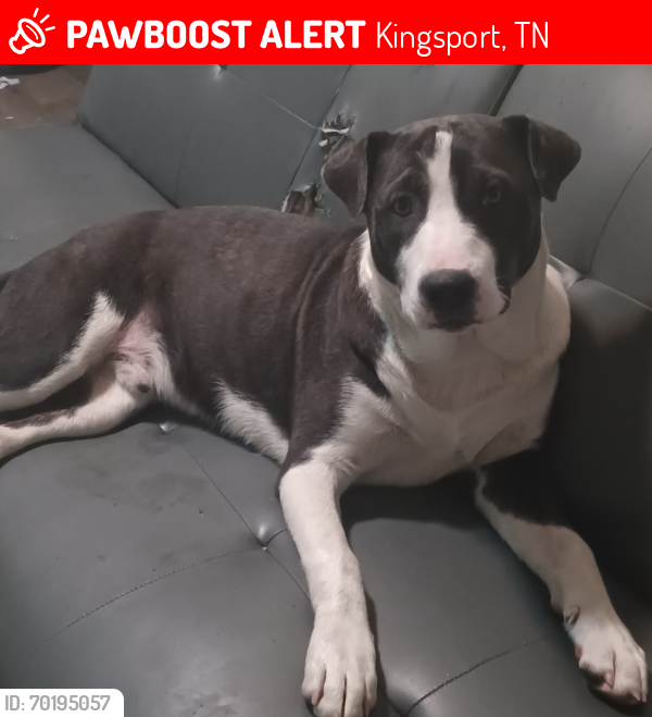 Lost Male Dog last seen Robertson st Kingsport , Kingsport, TN 37660