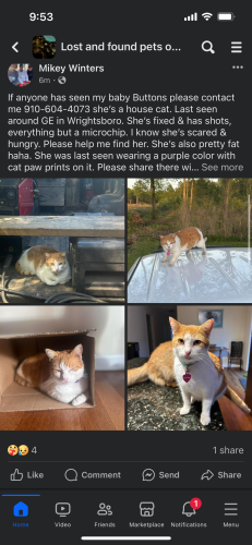 Lost Female Cat last seen Wrightsboro, Castle Hayne, NC 28429