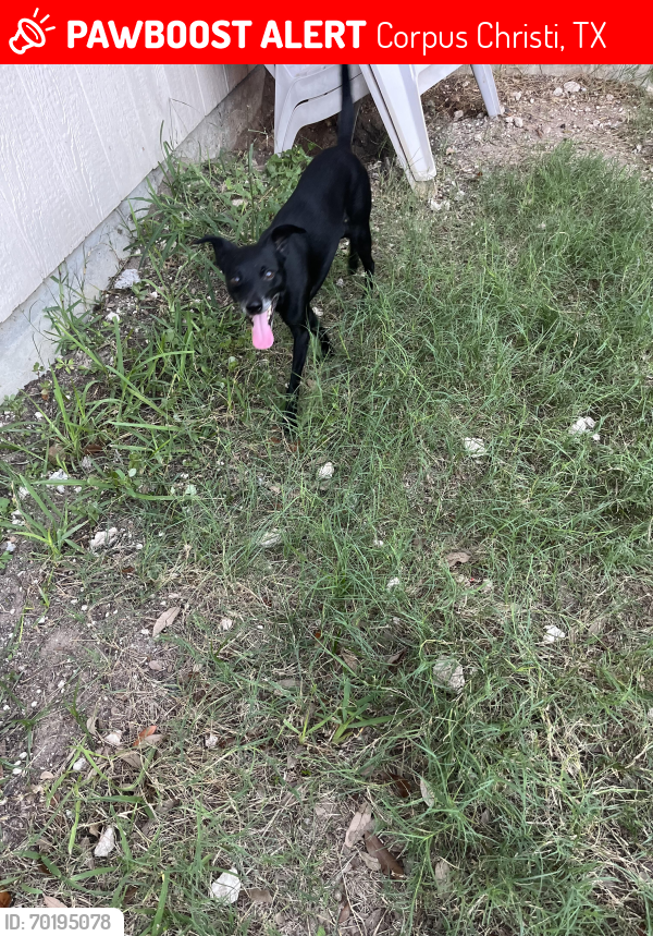 Lost Male Dog last seen Valor and grand junction , Corpus Christi, TX 78413