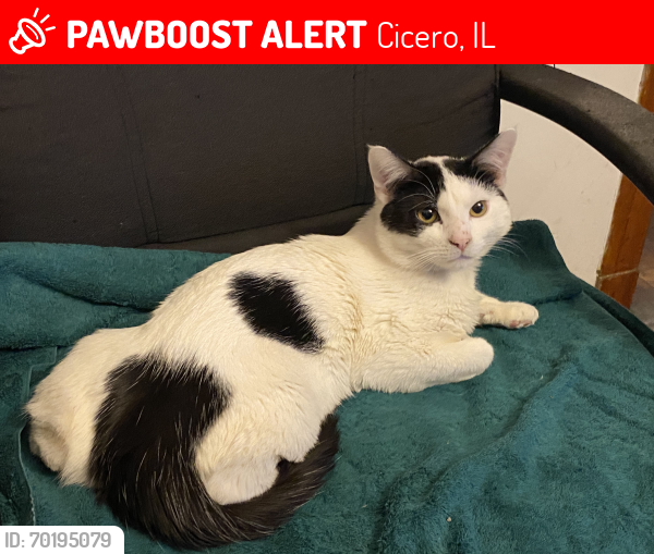 Lost Male Cat last seen 26th and 59court , Cicero, IL 60804