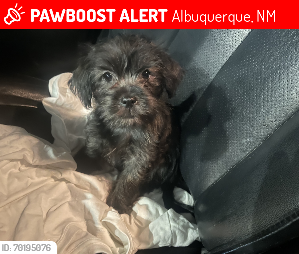 Lost Female Dog last seen Mocho street, Albuquerque, NM 87122