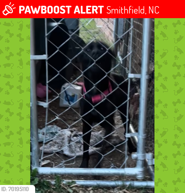 Lost Female Dog last seen Pace Street in Smithfield Nc, Smithfield, NC 27577