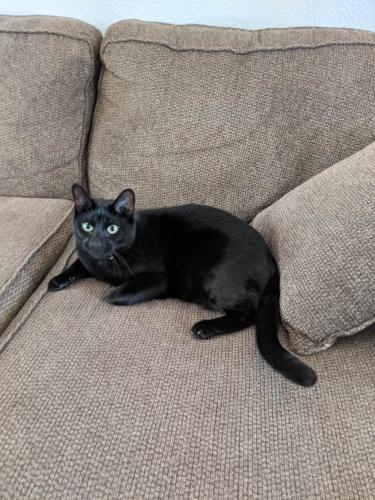 Lost Male Cat last seen Near Lakeside Dr and Monclova Rd, Maumee, OH 43537