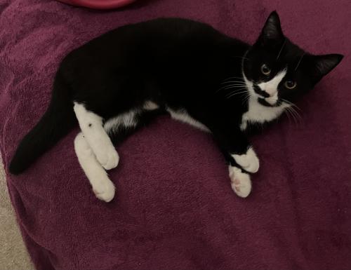 Lost Female Cat last seen Asquith Road, Rose Hill, England OX4