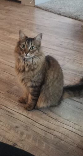 Lost Female Cat last seen dorthy dr and county road, Freestone County, TX 75840
