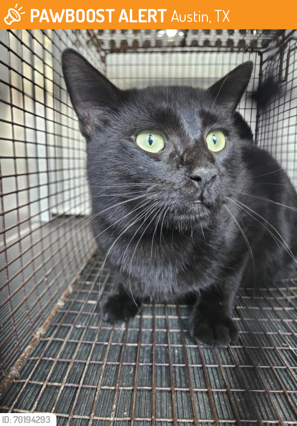 Shelter Stray Male Cat last seen Near BLOCK HILLCROFT DR, Austin, TX 78702