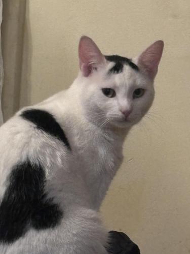 Lost Male Cat last seen Claude white road/ DS watson , Edwards Rd, NC 27332