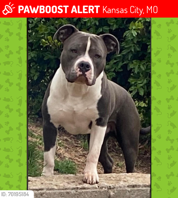 Lost Male Dog last seen parvin rd and N brighton, Kansas City, MO 64117