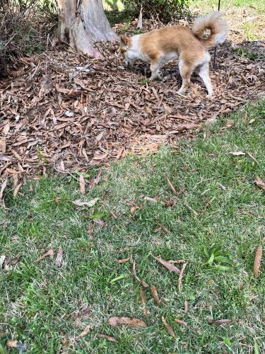 Found/Stray Male Dog last seen Castlebrooke neighborhood, Marietta, GA 30066