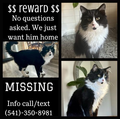 Lost Male Cat last seen Cooley Re, Bend, OR 97701