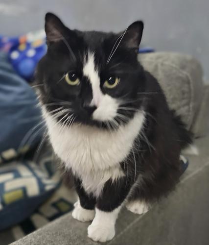 Lost Male Cat last seen 11th and Manitoba , Milwaukee, WI 53215