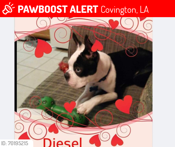 Lost Male Dog last seen Near jewel dr, Covington, LA 70433