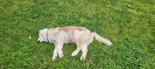Found/Stray Female Dog last seen Waxwing drive, bayou drive, Arlington, TX 76018