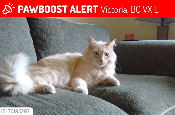 Lost Male Cat last seen Martin Road / Rockhome Gardens, Saanich. Bruce Hutchinson Park, Rogers Farm area., Victoria, BC V8X 4L3