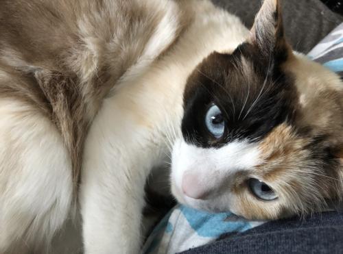 Lost Female Cat last seen Central Valley and Fairgrounds, Kitsap County, WA 98311